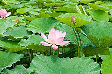 Steam《无限重玩》游戏节开幕 肉鸽类高度耐玩游戏集结